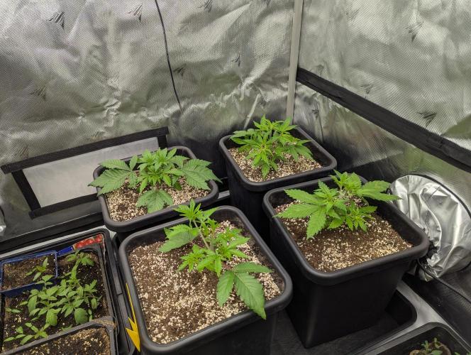 Radical Juice - Ripper Seeds. Week 3