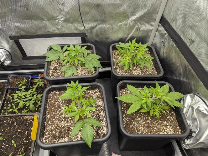 Radical Juice - Ripper Seeds. Week 3