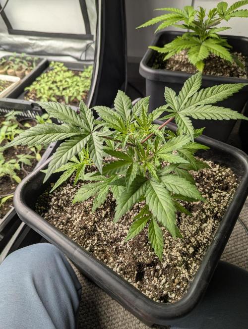 Radical Juice - Ripper Seeds. Week 3 - Blueberry Muffin