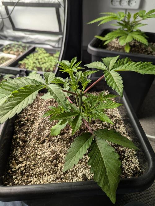 Radical Juice - Ripper Seeds. Week 3 - Radical Juice