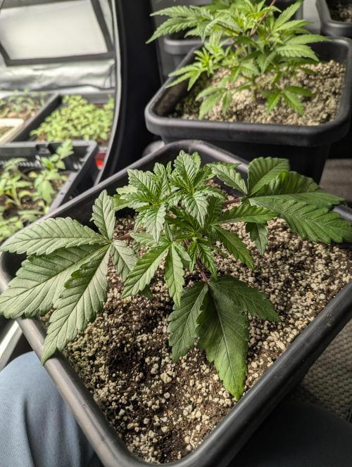 Radical Juice - Ripper Seeds. Week 3 - Radical Juice