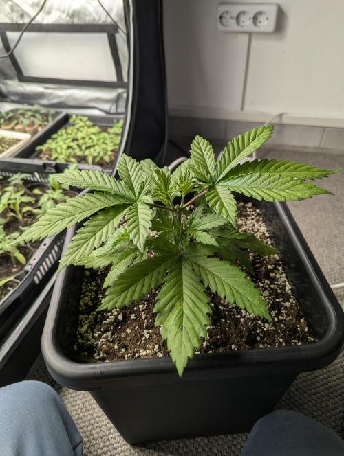 Radical Juice - Ripper Seeds. Week 3 - StrawberryAK