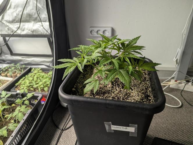 Radical Juice - Ripper Seeds. Week 4