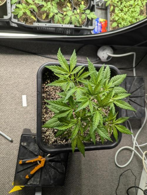 Radical Juice - Ripper Seeds. Week 4