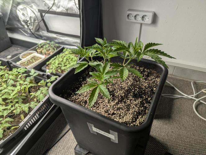 Radical Juice - Ripper Seeds. Week 4