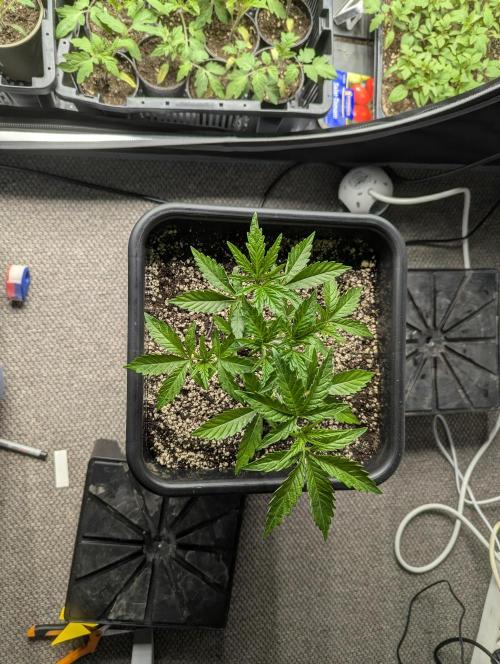 Radical Juice - Ripper Seeds. Week 4