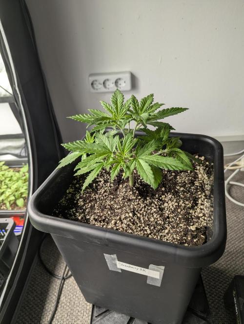 Radical Juice - Ripper Seeds. Week 4