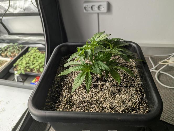 Radical Juice - Ripper Seeds. Week 4