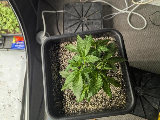 Radical Juice - Ripper Seeds. Week 4