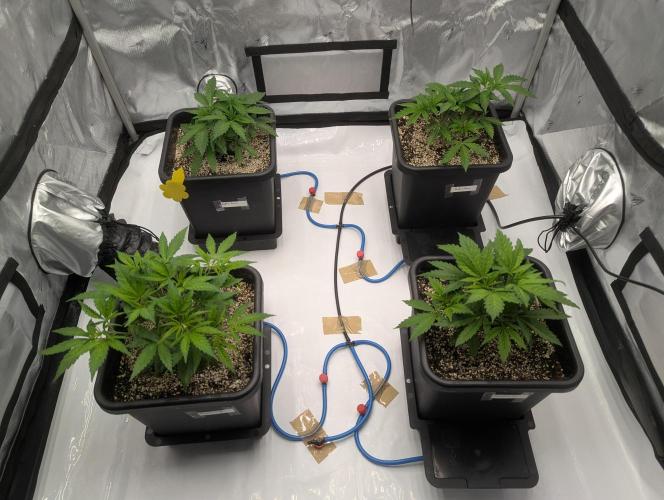 Radical Juice - Ripper Seeds. Week 4