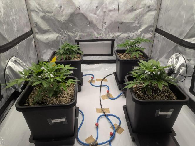 Radical Juice - Ripper Seeds. Week 4