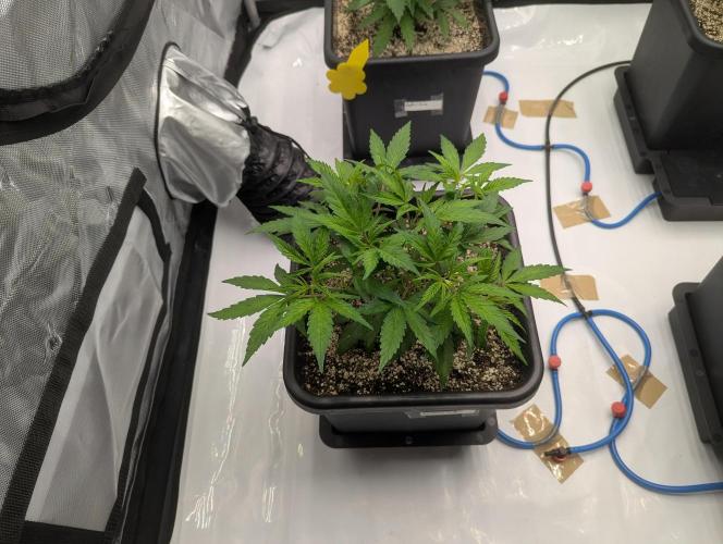 Radical Juice - Ripper Seeds. Week 4