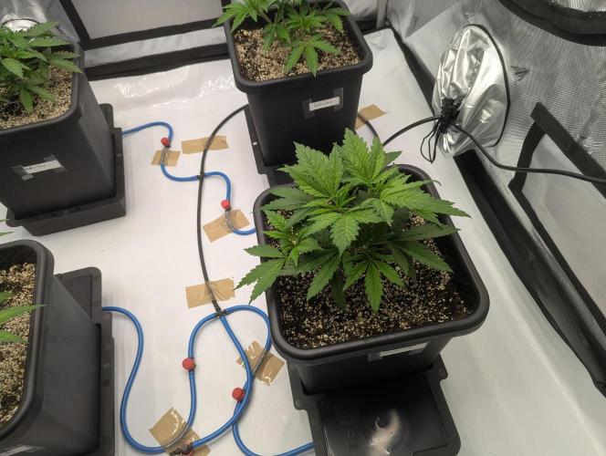 Radical Juice - Ripper Seeds. Week 4