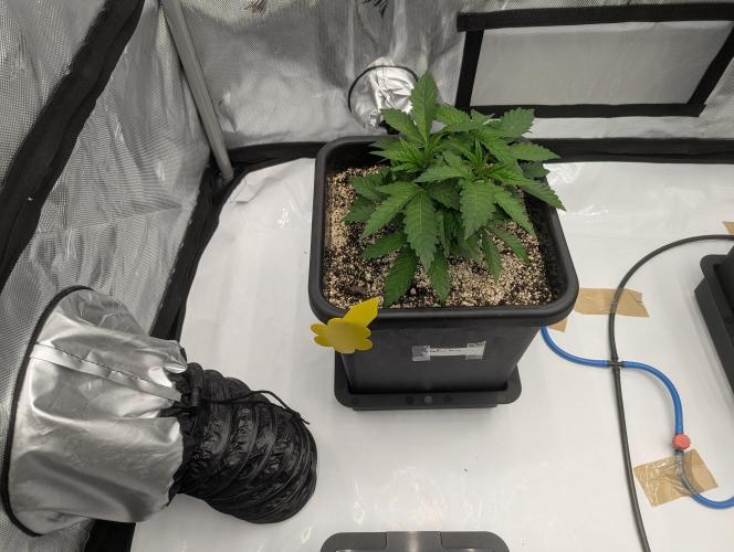 Radical Juice - Ripper Seeds. Week 4