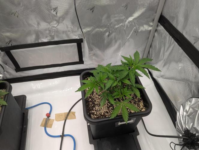 Radical Juice - Ripper Seeds. Week 4