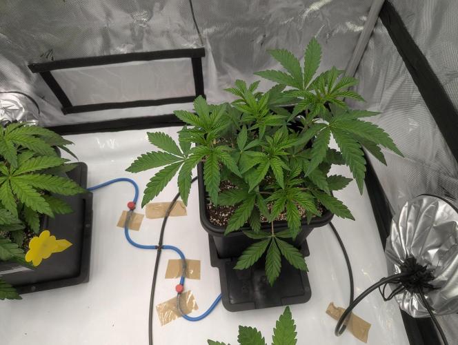 Radical Juice - Ripper Seeds. Week 5 - Radical Juice
