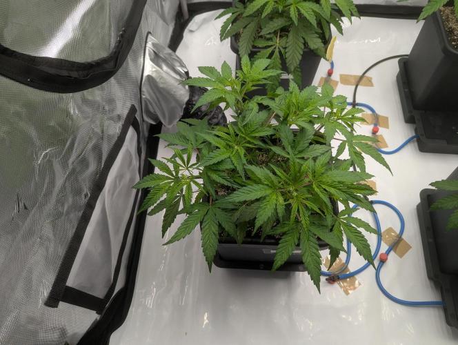 Radical Juice - Ripper Seeds. Week 5 - Blueberry Muffin