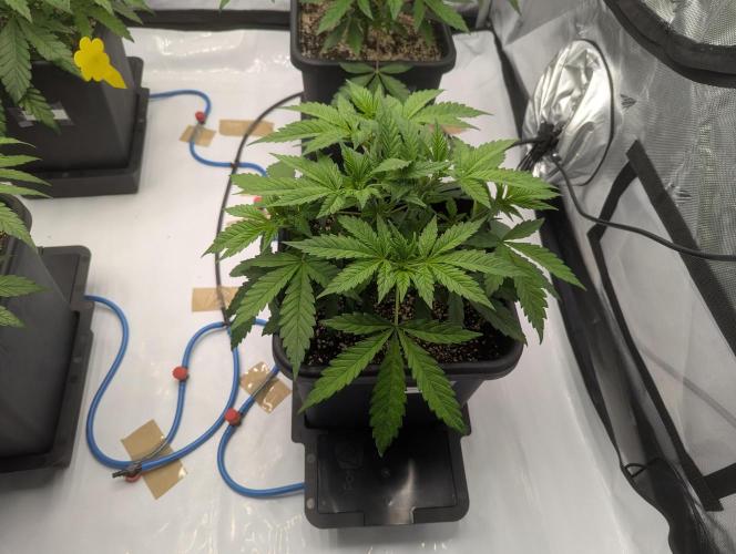Radical Juice - Ripper Seeds. Week 5 - Strawberry AK