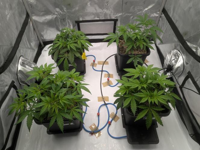 Radical Juice - Ripper Seeds. Week 5