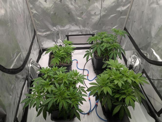 Radical Juice - Ripper Seeds. Week 5