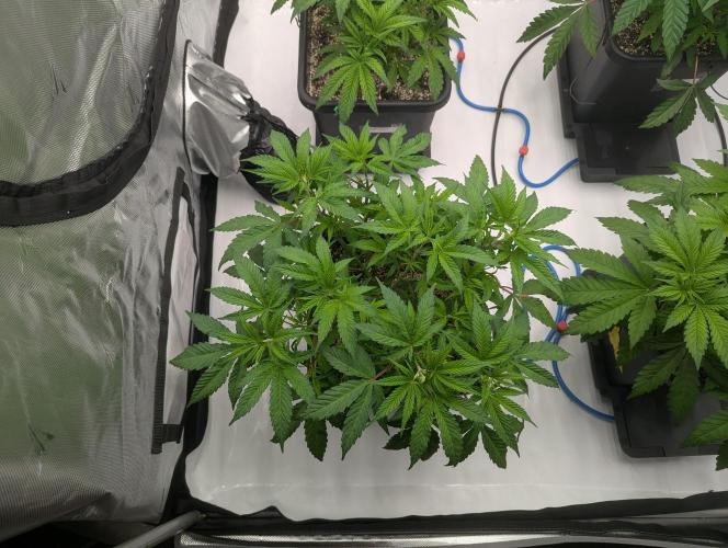 Radical Juice - Ripper Seeds. Week 5