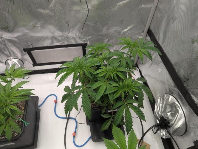 Radical Juice - Ripper Seeds. Week 5
