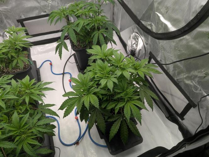 Radical Juice - Ripper Seeds. Week 5