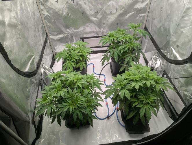 Radical Juice - Ripper Seeds. Week 6