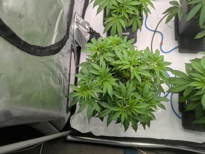 Radical Juice - Ripper Seeds. Week 6 - Blueberry Muffin