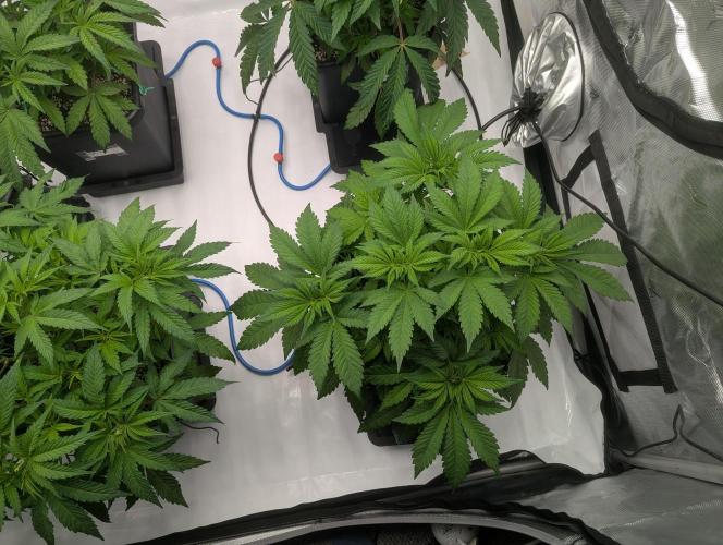 Radical Juice - Ripper Seeds. Week 6 - Strawberry AK