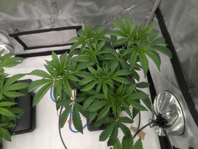 Radical Juice - Ripper Seeds. Week 6 - Radical Juice