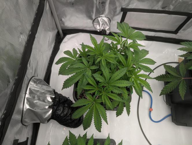 Radical Juice - Ripper Seeds. Week 6 - Radical Juice