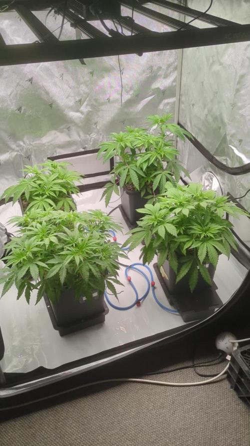 BBMuffin - Rad.Juice - Strawb.Ak-