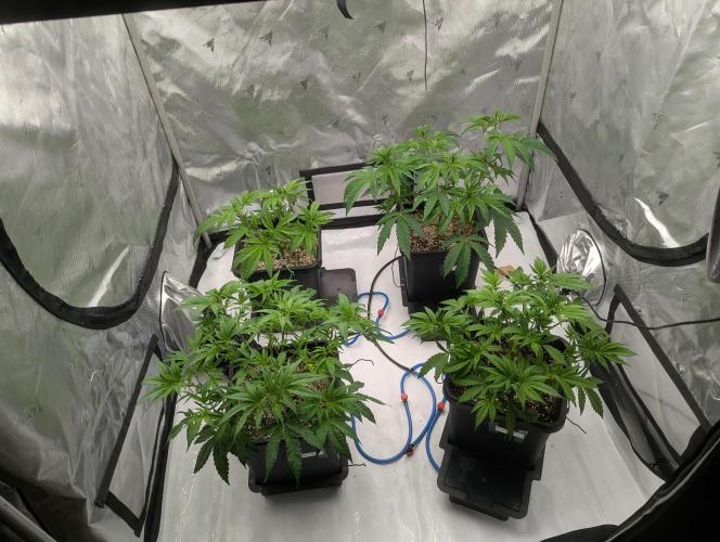 Radical Juice - Ripper Seeds. Week 6 - Defoliated and LST