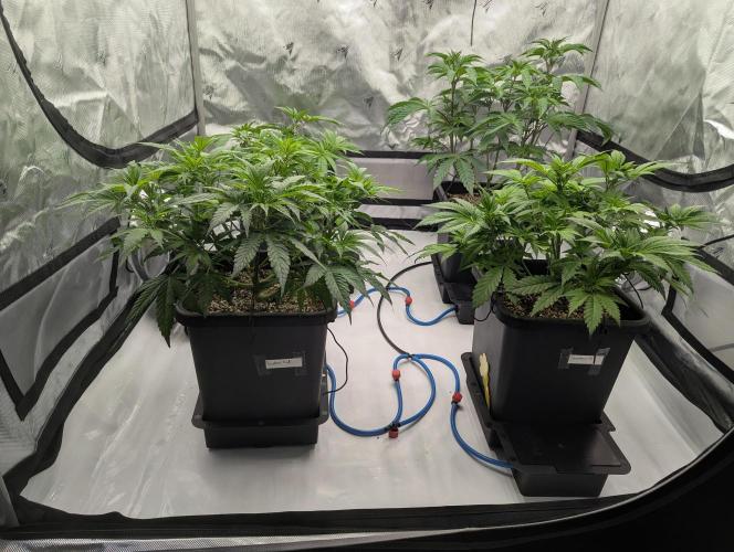 Radical Juice - Ripper Seeds. Week 6