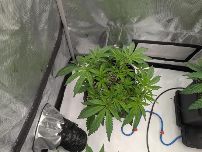Radical Juice - Ripper Seeds. Week 6 - RJ