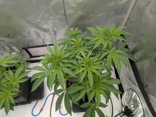 Radical Juice - Ripper Seeds. Week 6 - RJ