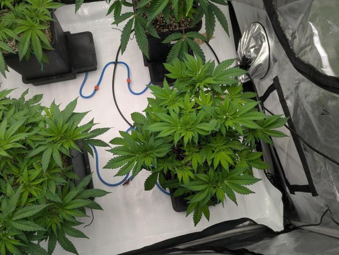 Radical Juice - Ripper Seeds. Week 6 - SAK