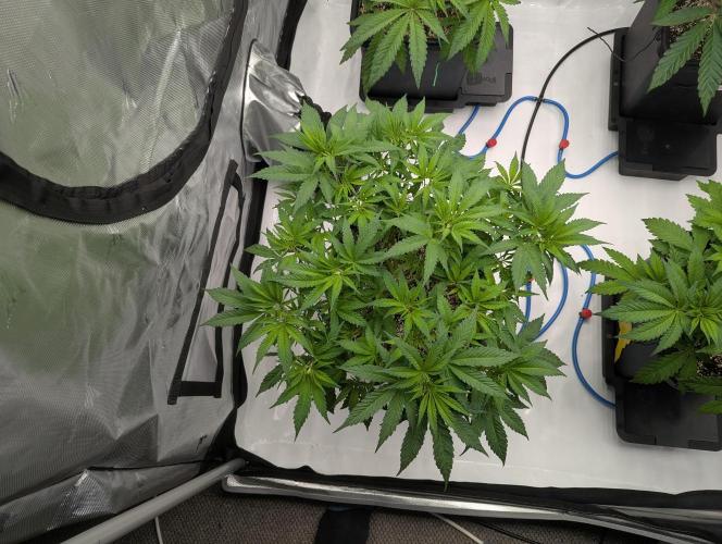 Radical Juice - Ripper Seeds. Week 6 - BBM