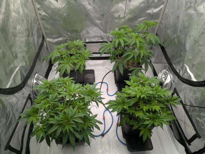 Radical Juice - Ripper Seeds. Week 6
