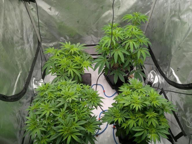 Radical Juice - Ripper Seeds. Week 7 - Day 3 Flower
