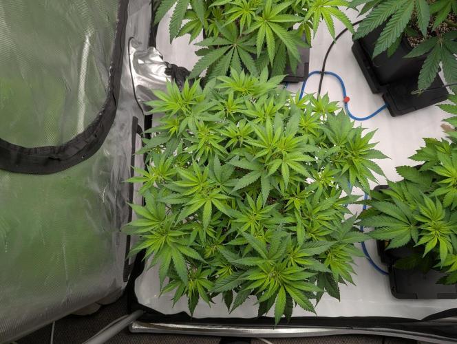 Radical Juice - Ripper Seeds. Week 7 - BBM day 3