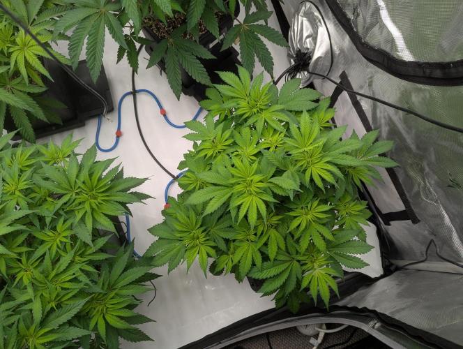 Radical Juice - Ripper Seeds. Week 7 - Strawberry AK Day 3