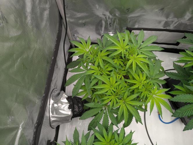 Radical Juice - Ripper Seeds. Week 7 - Radical Juice day 3