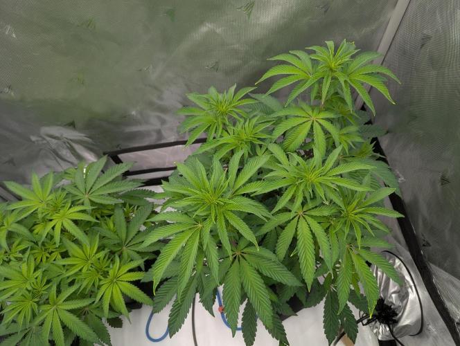 Radical Juice - Ripper Seeds. Week 7 - Radical Juice day 3