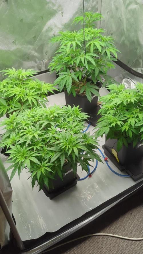 BBMuffin - Rad.Juice - Strawb.Ak-