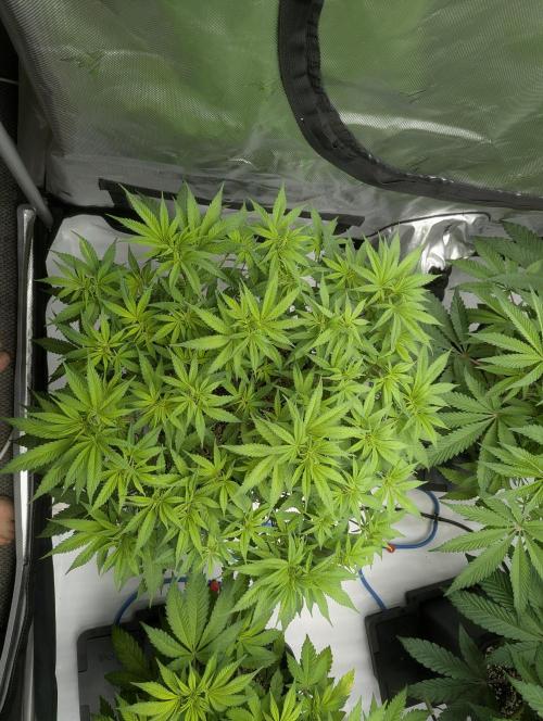 Radical Juice - Ripper Seeds. Week 7 - BBM day 7