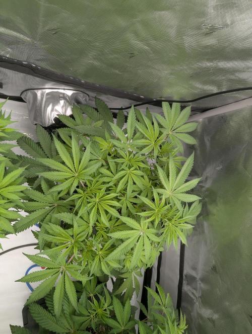 Radical Juice - Ripper Seeds. Week 7 - RJ day 7