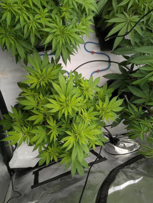 Radical Juice - Ripper Seeds. Week 7 - Strawberry AK Day 7