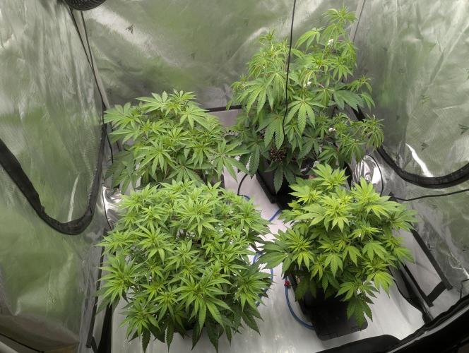 Radical Juice - Ripper Seeds. Week 7